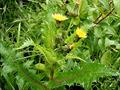 Sonchus asper